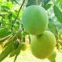 ল্যাংড়া আম