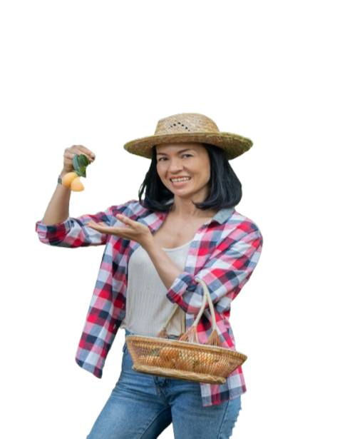 marian plum marian mango plango mayongchit thai harvest season lasts from february march hand woman agriculturist holding bunch s weet yellow marian plum_1__1_ removebg preview1